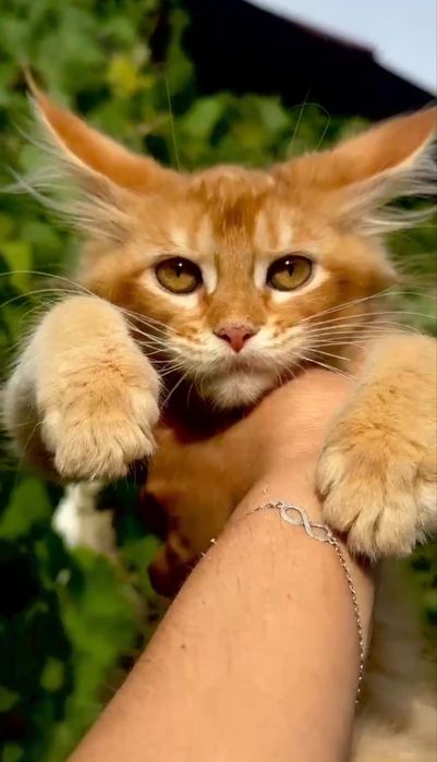 Котята Мейн Куны