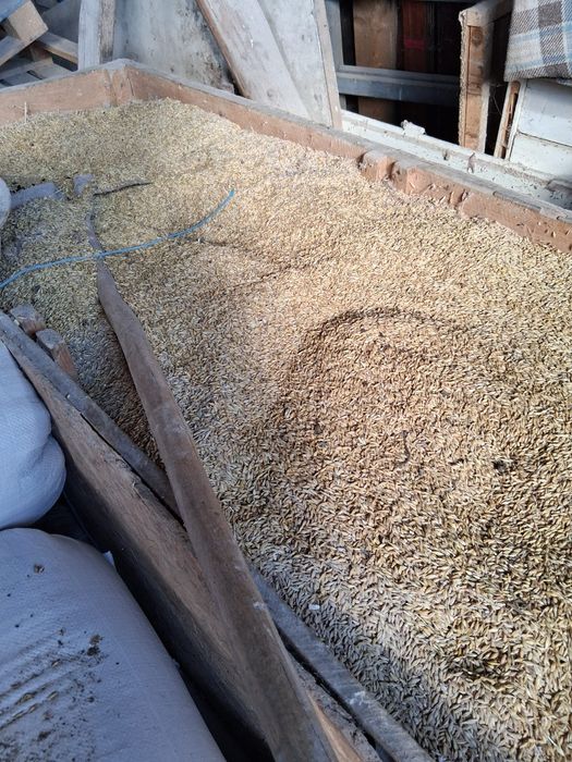 Vând grâu, porumb și orz