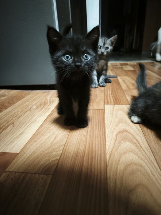 Отдам котят в добрые руки