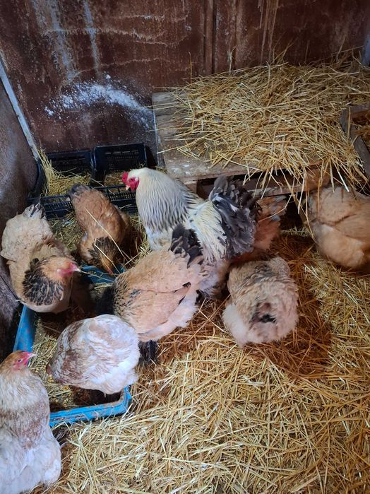 Разплодни яица от брама кохен и орпигтон