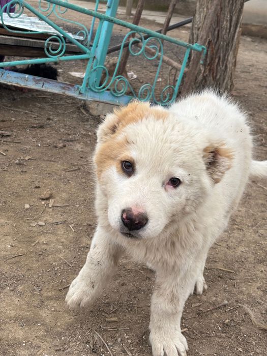 Қазақы төбет күшік