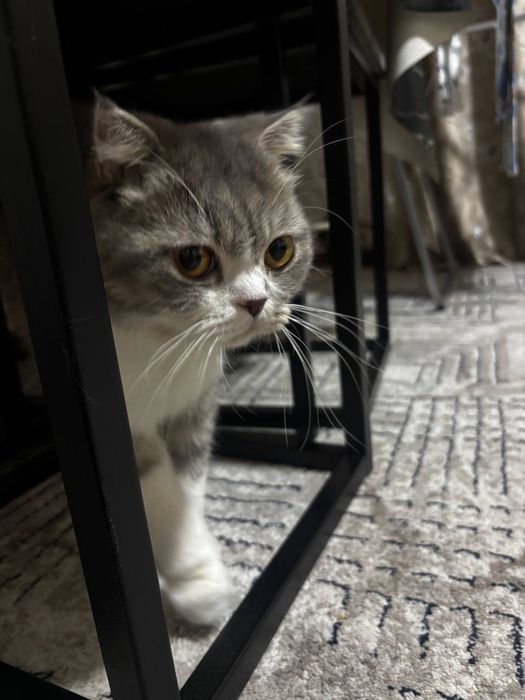 Продам кошка девочка Скоттиш фолд