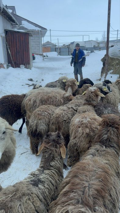 Продам бараны оптом