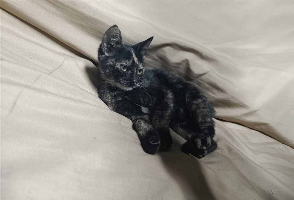 Котенок в добрые руки