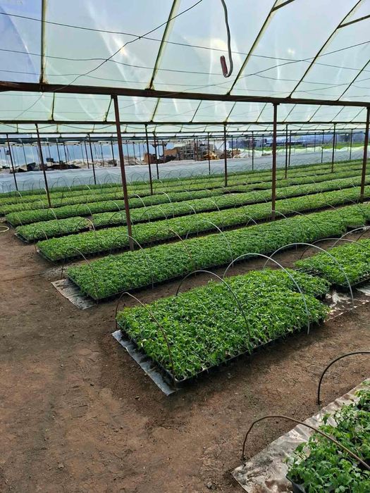 ТОП РАЗСАД НА ТОП ЦЕНА!!!