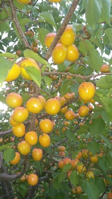 Yong'oq shaftoli bodom o'rik olma ko'chatlari  sotiladi