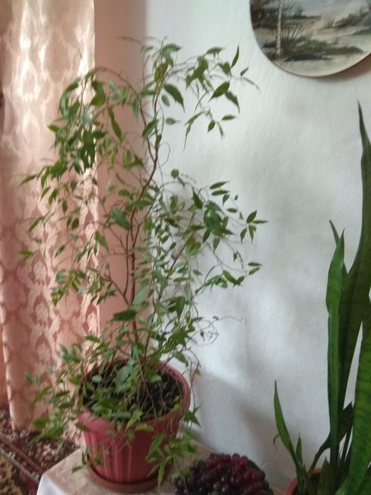 Комнатные растения