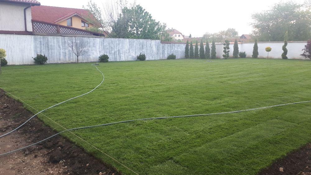 Fericirea la mp gazon rulou