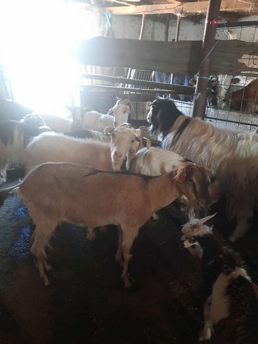 Vand capre,țap si iedițe