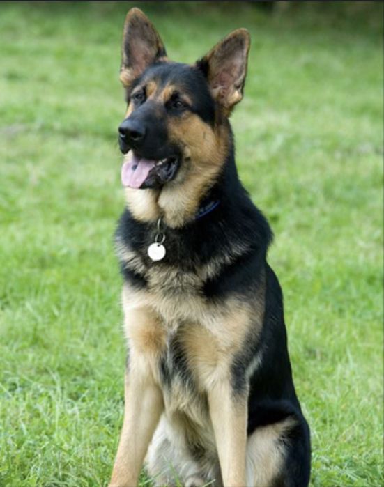 Plimb canini si pisici in Bucuresti!