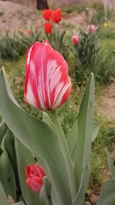 Луковицы тюльпанов