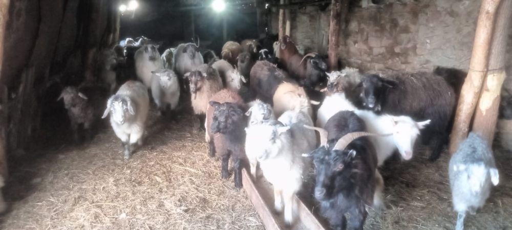 Қой, қозы, ешкі, лақ сатылады