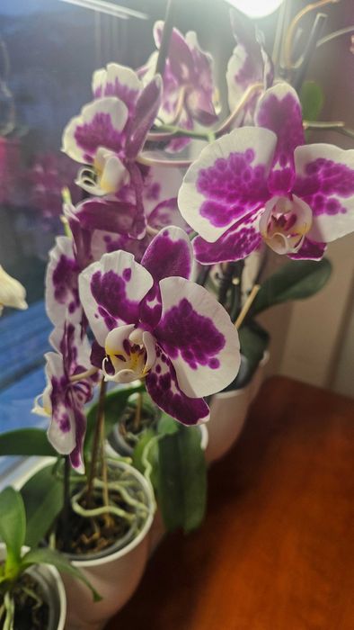 Продавам цветя от личната си колекция