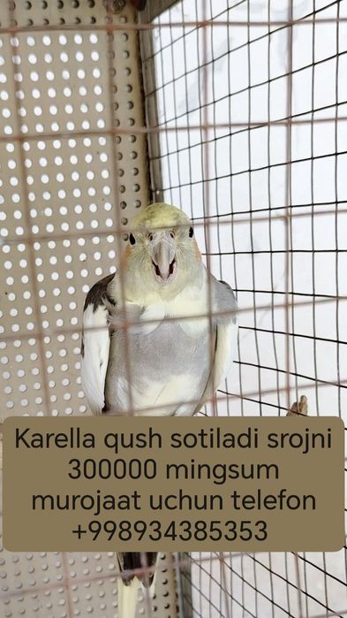 Karella qushimiz sotiladi o'g'il bola