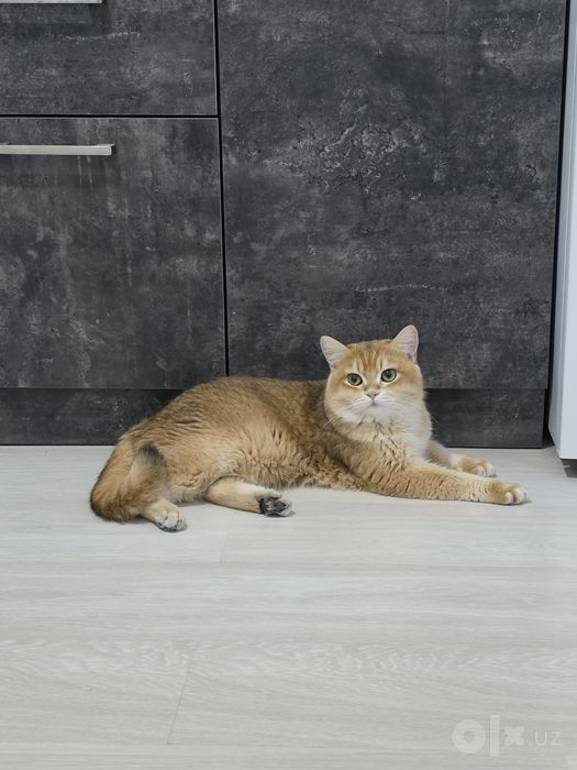 Британский скотиш страйт.
