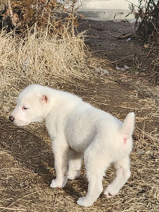 Щенок алабая 28 дней мальчик