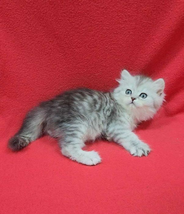 чистокровный котенок мальчик скотиш страйт хайленд серебристая шиншила