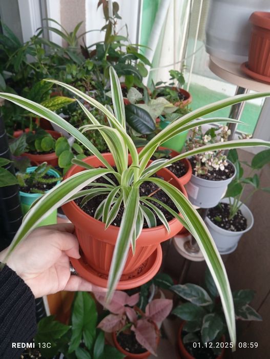 Продам комнатные растения