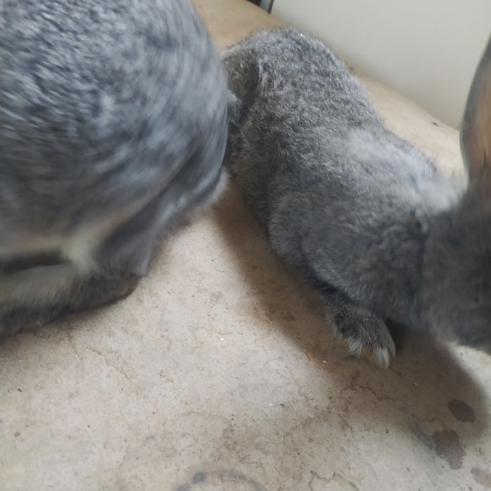 Quyon bolarini honki.