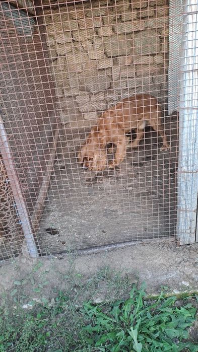 Куче търсач на трюфели