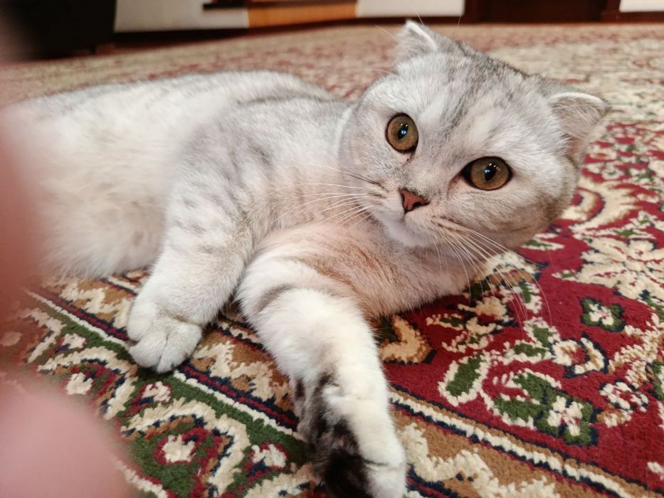 Скотич 1 ешга тулган мушук