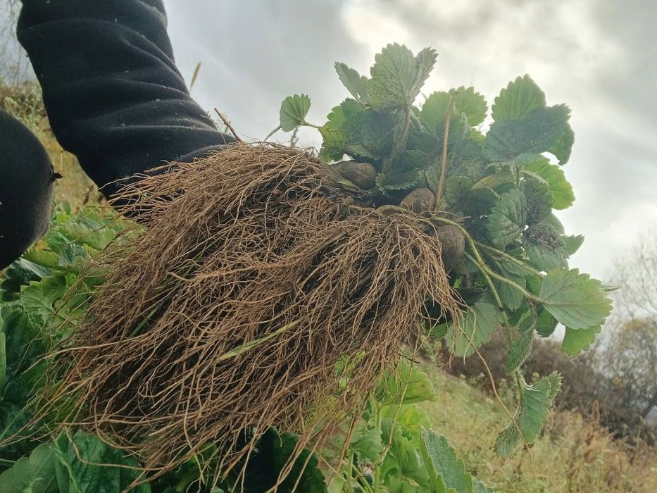 Продавам  Разсад  От Производител Ягоди  и  Малини