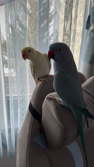 Papagali Micul Alexander