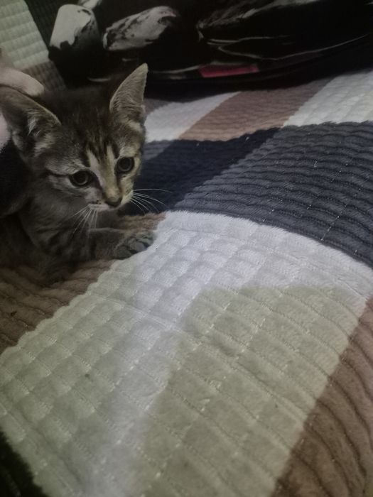 Отдам котёнка девочка