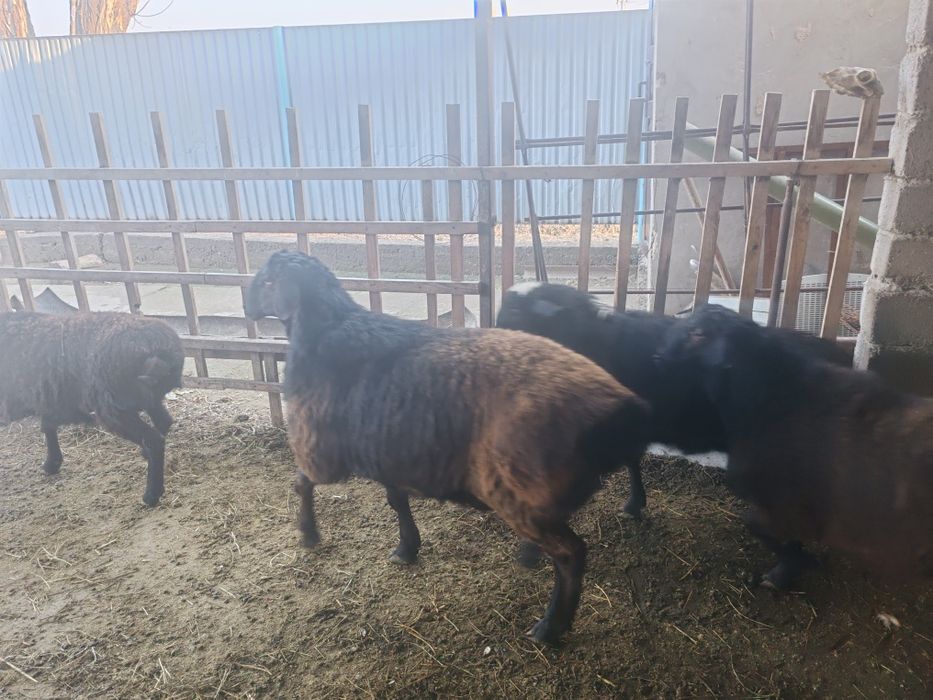 Қошқар сатылады семіз