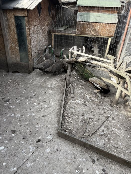 Продавам фазани-мъжки и женски