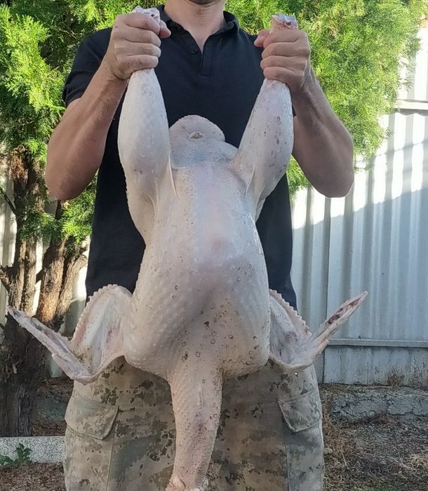 Свежие тушки индейки