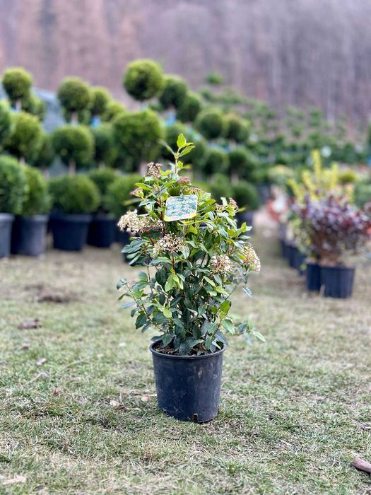 Plante Naturale pentru Casa si Curte