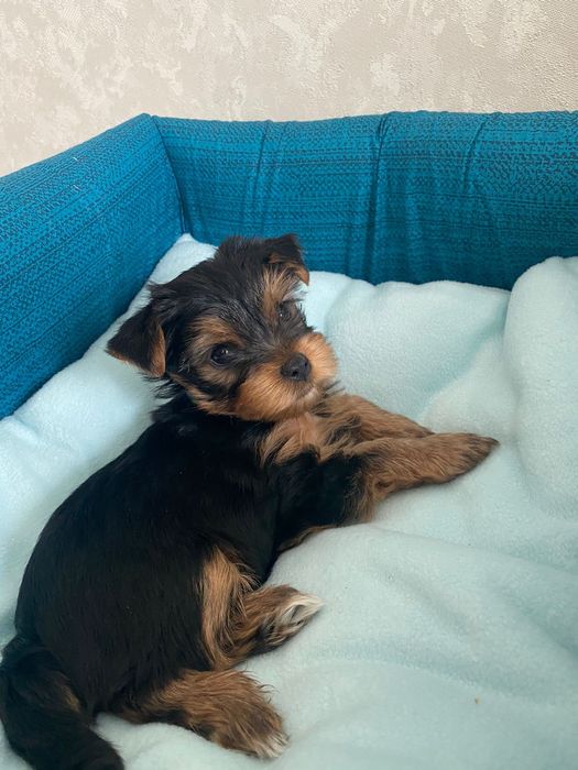 Йоркширский терьер