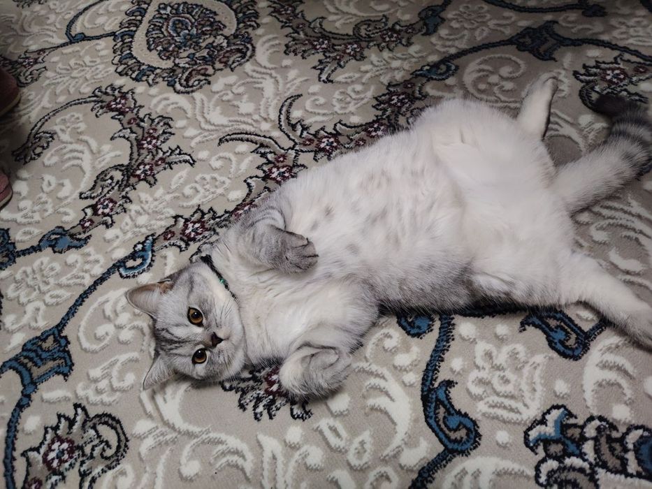 Shinshila urg'ochi 11oylik