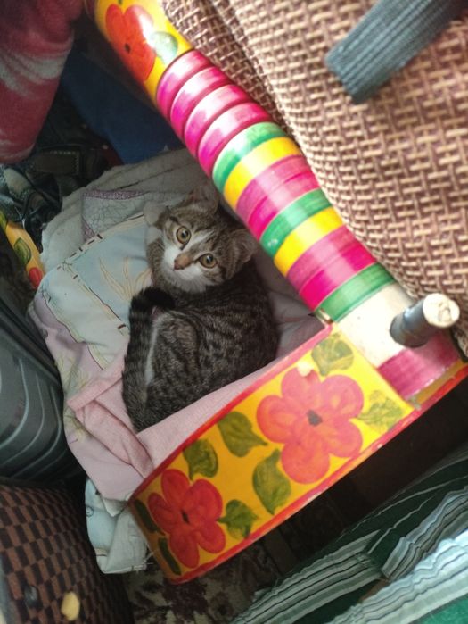 Котёнок в добрые руки