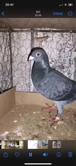 vand sau schimb porumbei