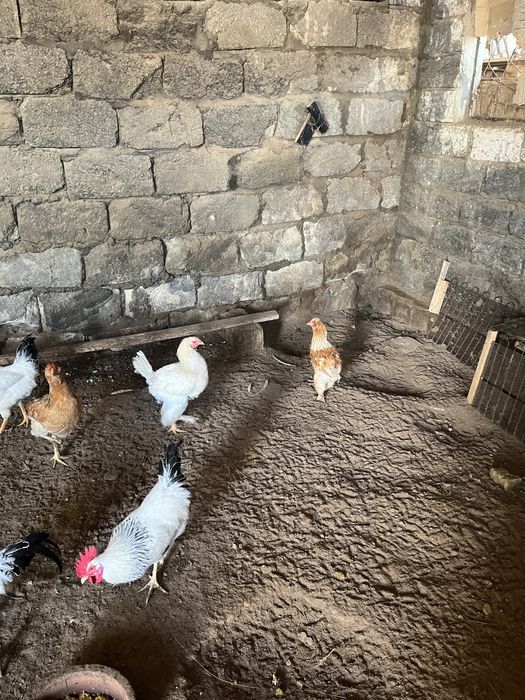 Тауыкктар сатылады