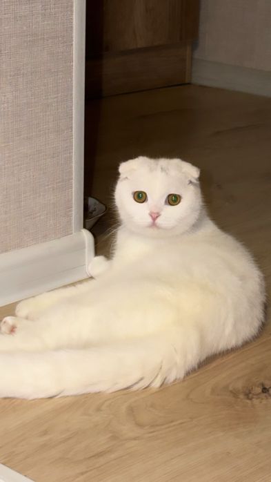 Продаётся шотландская вислоухая