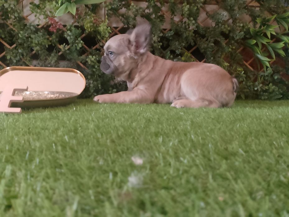 Fluffy Bulldog Francez