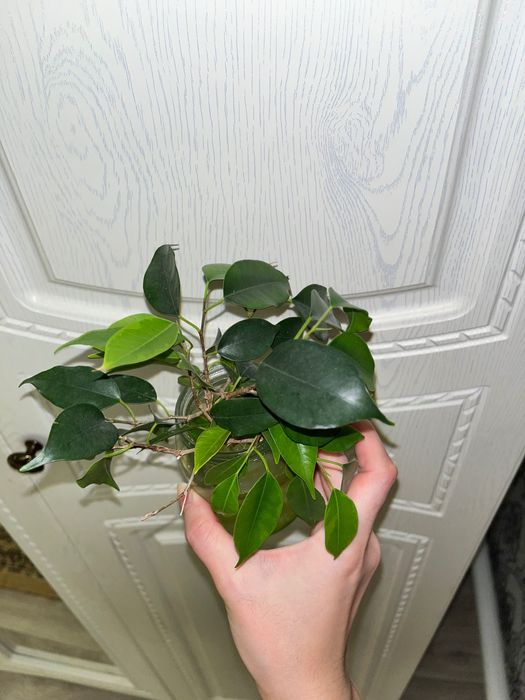 Үй гүлдері көп гүл бар