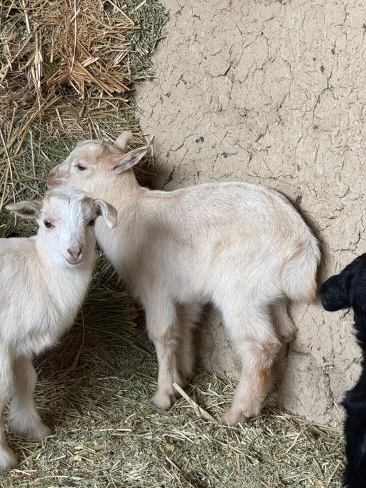 Пародисти лақтар