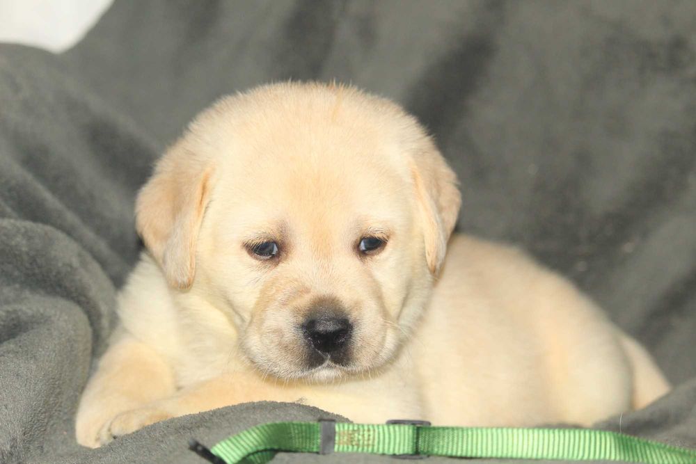 pui labrador calitate deosebita