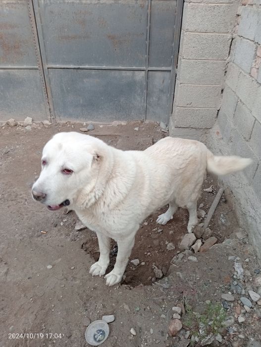 Вязка. Алабай девачка +60 кг. Бір күшік беремін