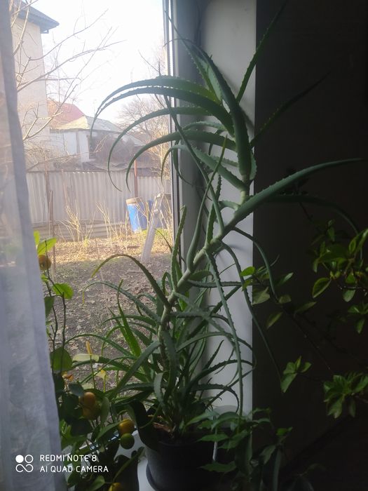Продам алоэ 90 см