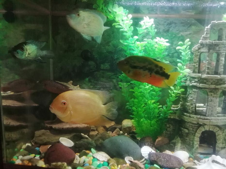 Аквариум с рыбками и со всем инвентарём