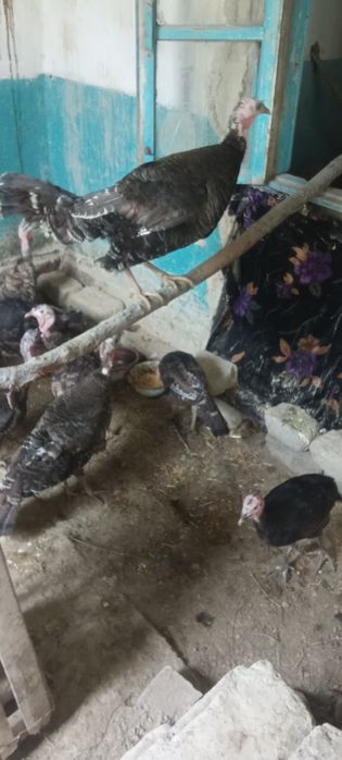 Makiyon kurkalar sotiladi