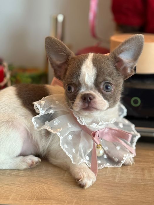 Кученца чихуахуа