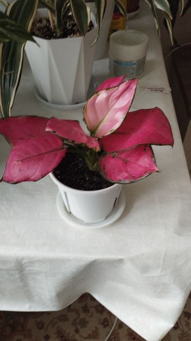 Комнатные цветы: аглаонема, район Евразии