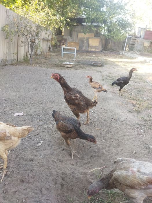 Продам бойцовых курей