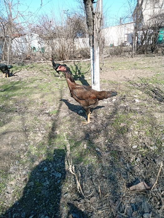 Дакан кораз сатылады